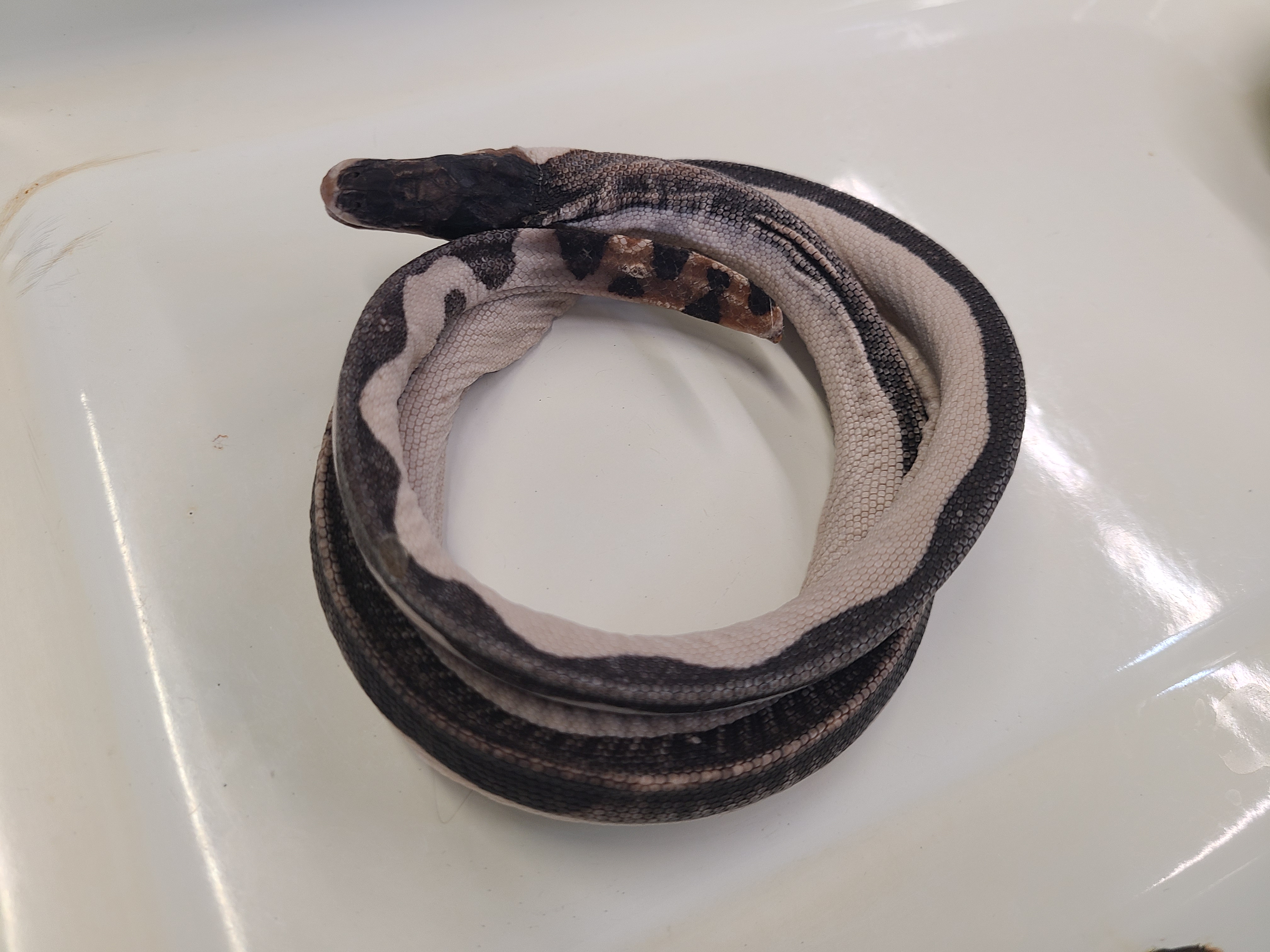 <p>Genus and Species</p>