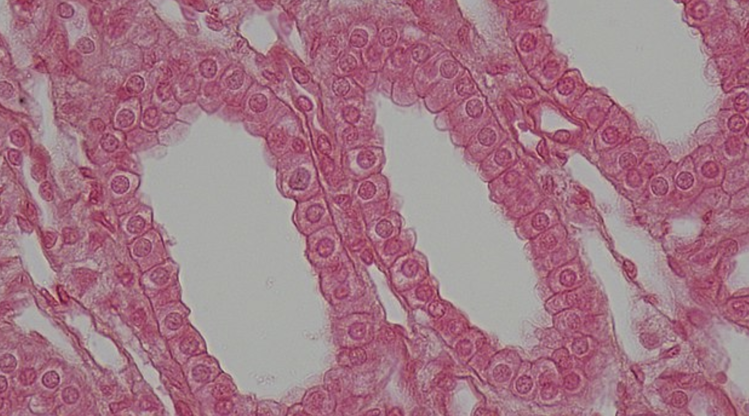 <p>What epithelial tissue is displayed + function</p>
