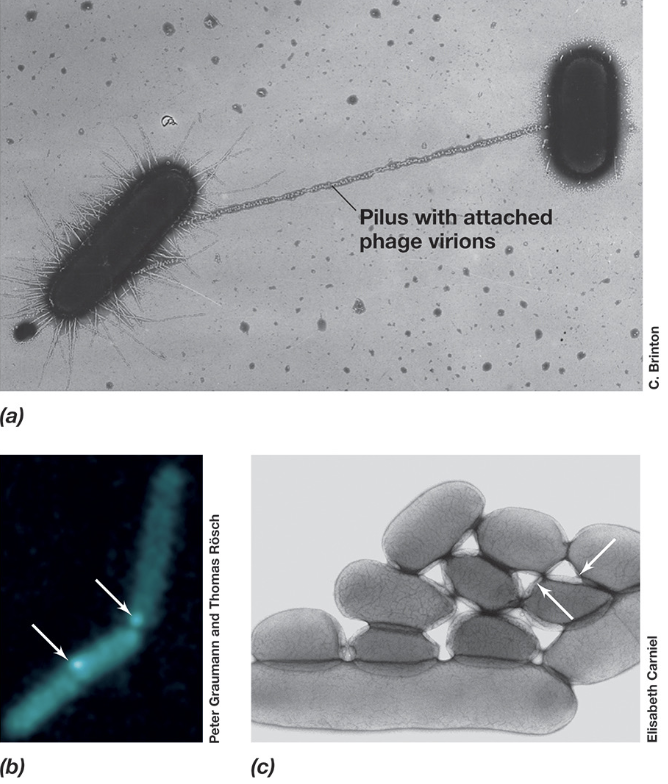 <ul><li><p>During mating pair formation, the F pilus produced by an F<sup>+</sup> donor cell extends outward to locate and bind a F<sup>-</sup> recipient cell via surface receptors</p></li><li><p>After contact, the pilus retracts to bring the cells into close proximity, allowing the formation of a stable conjugation junction</p></li><li><p>DNA transfer then occurs through a Type IV secretion system, creating a channel between the two cells through which plasmid DNA is transferred</p></li></ul><p></p>