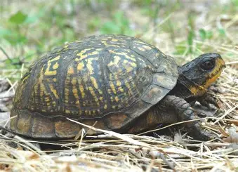 <p>mostly terrestrial, like shallow water; males will sometimes have red eyes and have concave plastron to mount females: miniature tortoise; high and rounded shell; highly patterned shell; hinged</p>