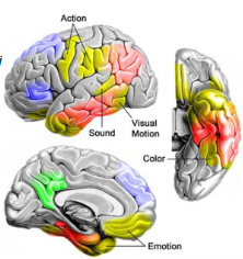<p>semantic memory is enabled by a diffuse network of different brain regions, which are shared with other sensory/perception + motor areas that tend to decay less with age</p><ul><li><p>semantic memory is less dependent on regions known to decline with age, e.g. the hippocampus</p></li></ul><p></p>