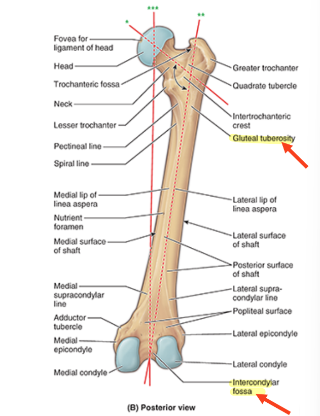 <ul><li><p>gluteal tuberosity</p></li><li><p>medial condyle</p></li><li><p>lateral condyle</p></li><li><p>intercondylar fossa</p></li><li><p>linea aspera</p><ul><li><p>longitudinal ridge/crest on middle third of the bone</p></li></ul></li></ul><p></p>