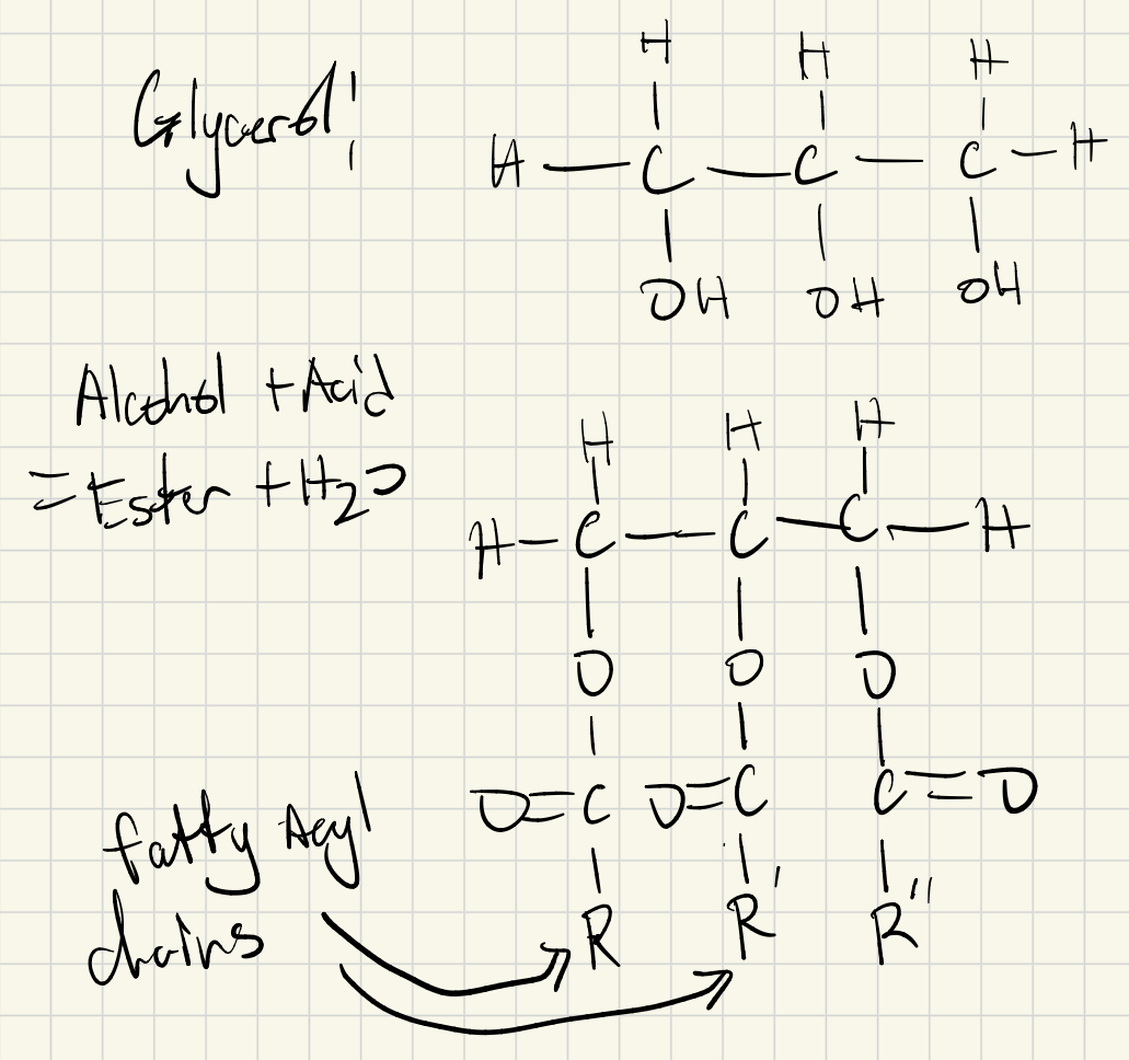 <p>TAGs are glycerols that have fatty acid chains attached to each of their hydroxyl groups, body usually stores FAs as TAGs</p>