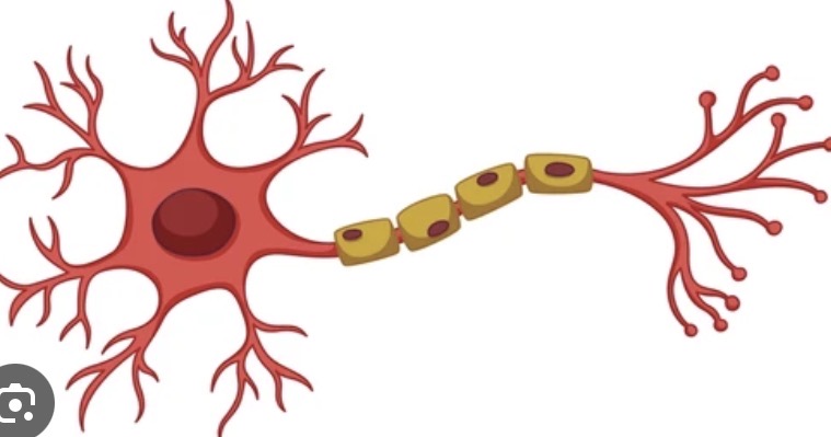 <p>Nervous Tissue</p>