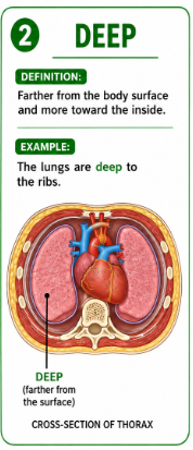 <p>Farther from the body surface and more toward the inside of the body.</p><p>Example: The lungs are deep to the ribs.</p>