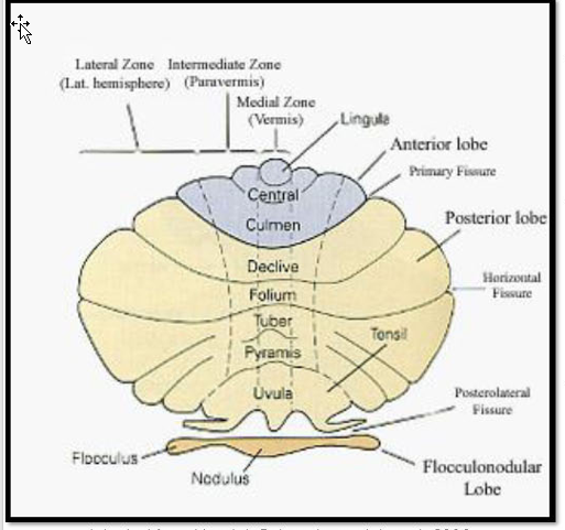 <ul><li><p>Vestibulo-cerebellum</p><ul><li><p><mark data-color="red" style="background-color: red; color: inherit;">(flocculonodular lobe)</mark></p></li><li><p>Control of <mark data-color="yellow" style="background-color: yellow; color: inherit;">eye movements</mark></p></li></ul></li><li><p>Spino-cerebellum</p><ul><li><p><mark data-color="red" style="background-color: red; color: inherit;">(vermis and paravermis)</mark></p></li><li><p>Controls <mark data-color="yellow" style="background-color: yellow; color: inherit;">muscle tone and ongoing axial/limb movements</mark></p></li></ul></li><li><p>Cerebro-cerebellum</p><ul><li><p><mark data-color="yellow" style="background-color: yellow; color: inherit;">(lateral hemisphere)</mark></p></li><li><p>Role in <mark data-color="red" style="background-color: red; color: inherit;">planning and initiation</mark> of movements </p></li><li><p><mark data-color="red" style="background-color: red; color: inherit;">Regulation of discrete upper limb </mark>movements</p></li></ul></li></ul><p></p>