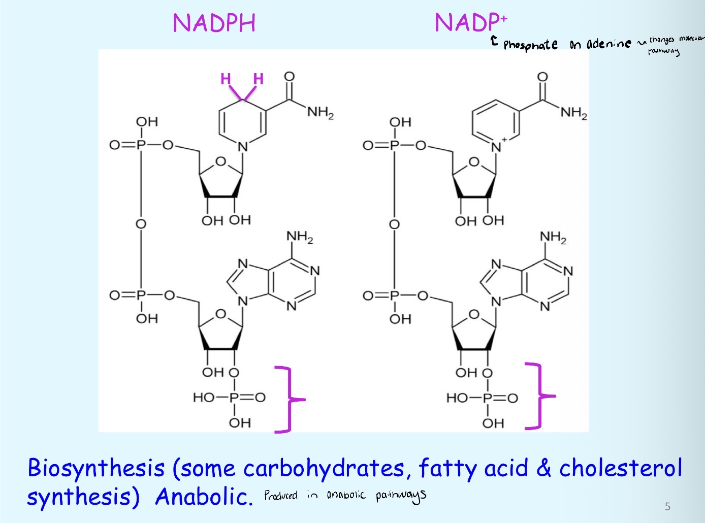 <p>It helps with the biosynthesis (anabolic) of important biomolecules to build them</p>