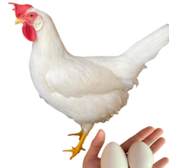 <ul><li><p>Layer type</p></li><li><p>280-300 eggs per year</p></li><li><p>2- 2.7 kg live weight at 22 weeks</p></li><li><p>Italy</p></li><li><p>Produced high volume large white eggs</p></li></ul><p></p>
