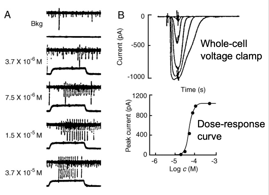 <ul><li><p><strong>Higher odor concentration → higher spike rate (frequency)</strong></p></li><li><p>Transduction currents increase with concentration but show a <strong>steep (narrow) dose-response range</strong></p></li></ul><p></p>