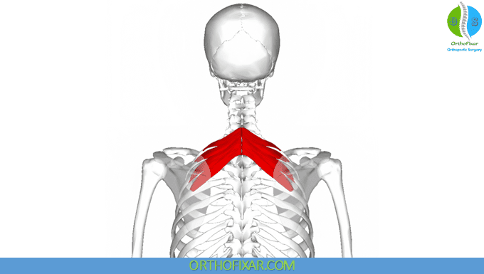 <p><span>What muscle is this?</span></p>