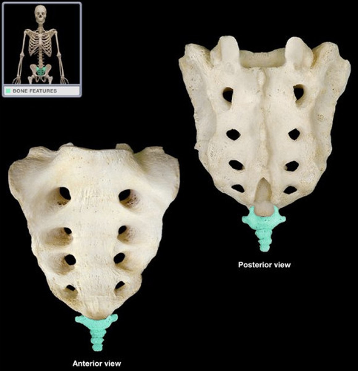 <p>little guy made of 4 fused rudimentary vertebrae</p>