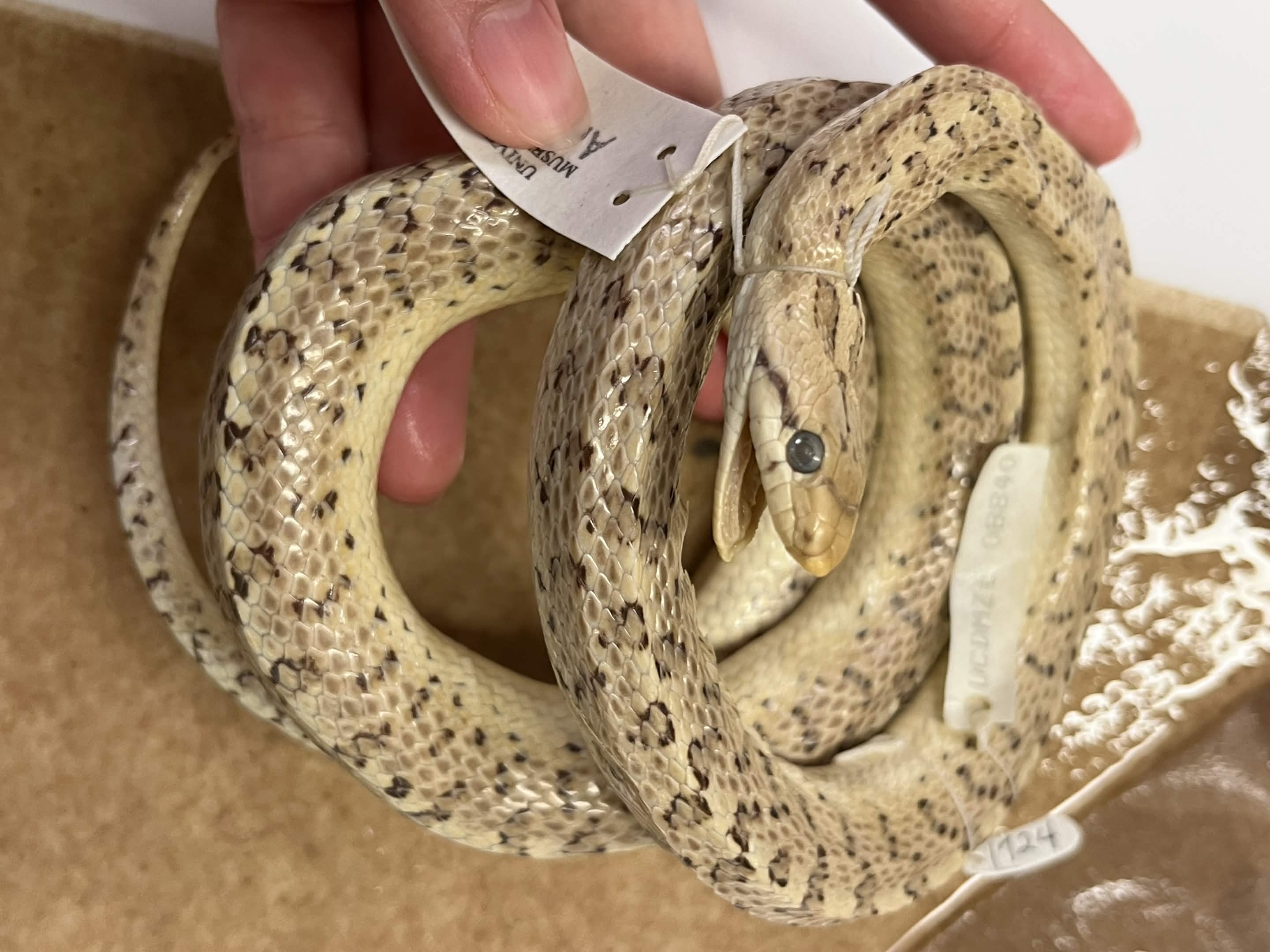 <p>Infraorder + Superfamily + Family + Scientific name?<br>- No pattern on stomach<br>- pointier head<br>- smooth scales</p>