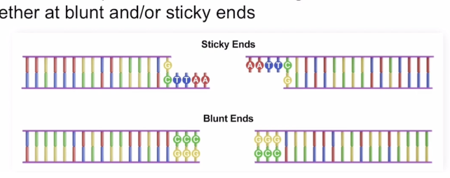 <p>Double-stranded cut in a DNA (both strands synchronously cut), symmetrical cuts, no unpaired nucleotides </p>