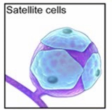 <p><span><span>Surround neuron cell bodies in PNS ganglia and support the neuronal environment.</span></span></p>
