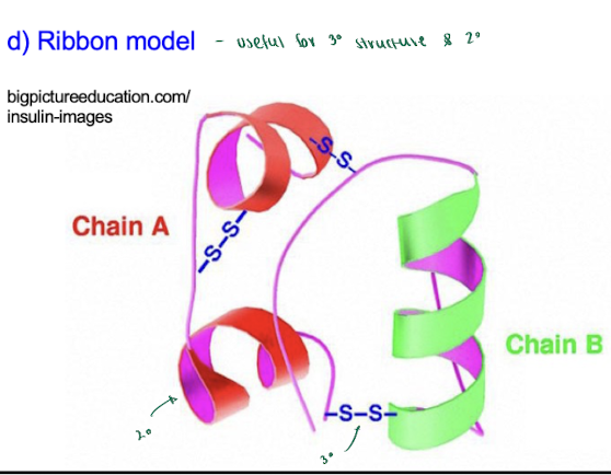 <ol><li><p>primary structure only </p></li><li><p>space-filling </p></li><li><p>wire model</p></li><li><p>ribbon model - useful for tertiary & secondary structure</p></li></ol><p></p>