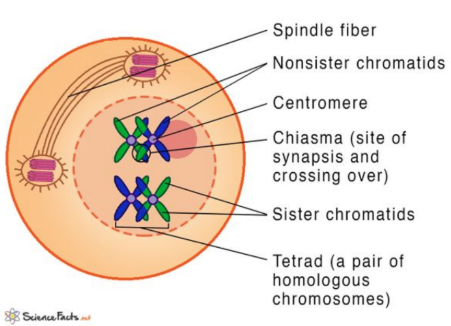 <p>- Chromosomes condense and become visible.</p><p>- Homologous chromosomes pair up (synapsis).</p><p>- Tetrads form (4 chromatids). - Crossing over happens (DNA is exchanged), site Chiasma.</p><p>- Nuclear membrane breaks down.</p><p>- Spindle fibers begin to form.</p>