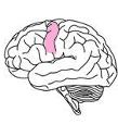 <ul><li><p>responsible for the generation of voluntary motor movements </p></li><li><p>frontal lobe</p></li><li><p>in both hemispheres</p></li><li><p>diff parts of motor cortex control different parts of body - regions arranged logically e.g. region that controls foot is near region that controls the leg </p></li></ul><p></p>