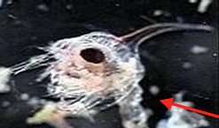 <p>another crustacean larval stage for decapods</p>