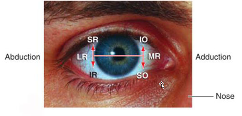 knowt flashcard image