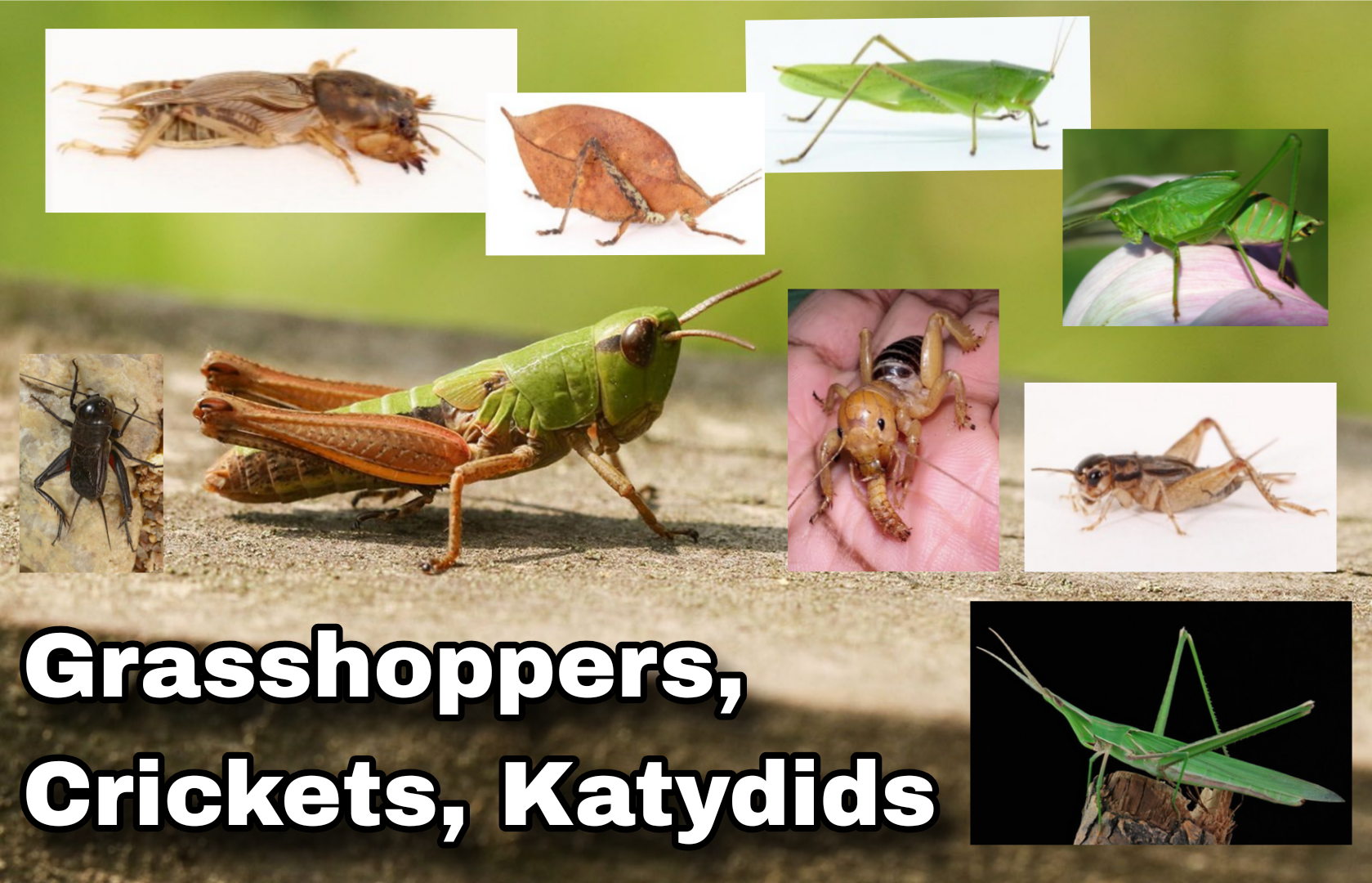 <p>Grasshoppers, Crickets, Katydids</p>