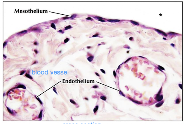 <p>longitudinal</p>