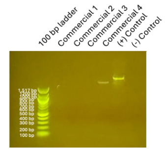 <p><span style="background-color: transparent;">Answer a : C) Those colonies were not S. thermophilus</span></p><p><span style="background-color: transparent;">Answer b:</span></p><p><span style="background-color: transparent;">-A is incorrect b/c no SYBR Safe = can’t see anything but we can see a ladder &amp; bands.</span></p><p><span style="background-color: transparent;">-B is incorrect b/c the positive control has a band, so the mastermix worked.</span></p><p><span style="background-color: transparent;">-D is incorrect because commercial samples contain S. thermophilus, so we expect to see bands</span></p>