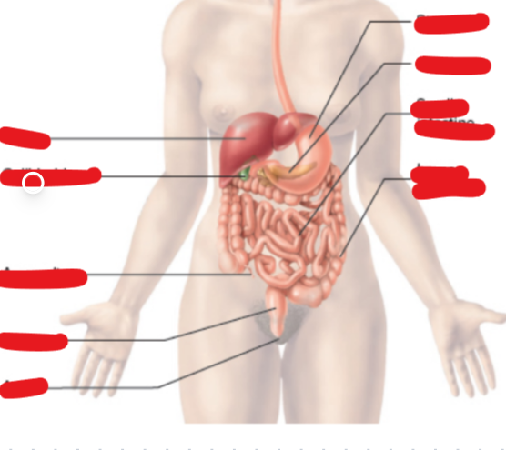 <p>Organ storing bile</p>
