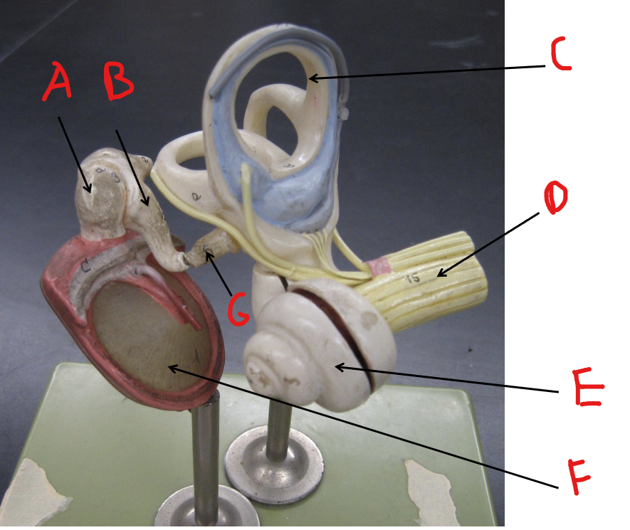 <p>Label F</p>