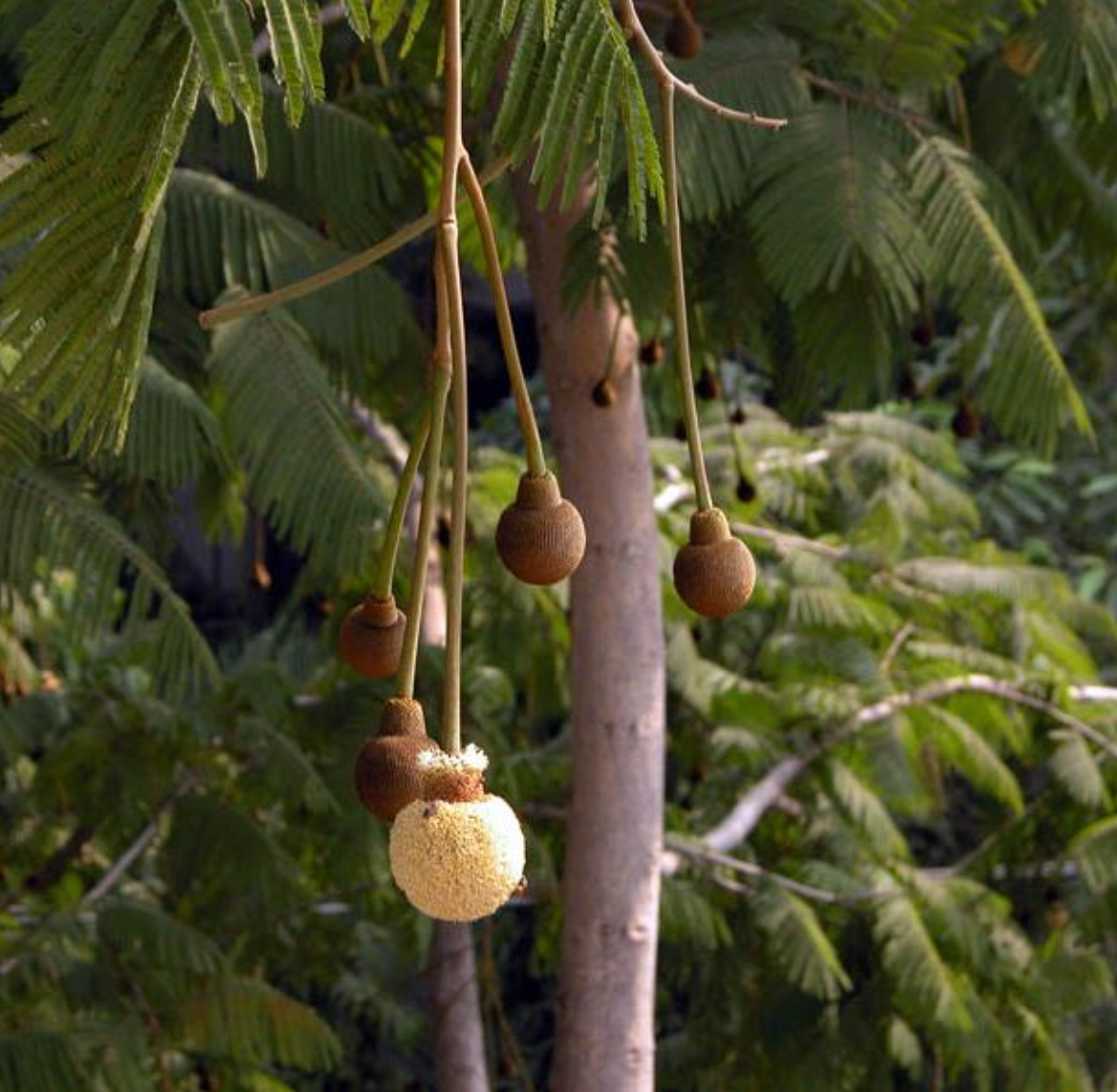 <p>This tree blooms at</p><p class="p1">night. The flower</p><p class="p1">cluster is large (~10</p><p class="p1">cm, 4” d.) and</p><p class="p1">produces a lot of</p><p class="p1">nectar. Its pollinator</p><p class="p1">is probably a</p>