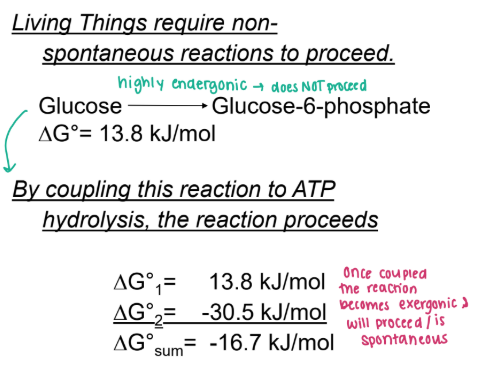 <p><strong>Living Things require </strong><span style="color: blue;"><strong>non-spontaneous reactions</strong></span><strong> to proceed</strong>, such as this reaction (below that has a postive DeltaGo) → By <span style="color: blue;"><strong><u>coupling </u></strong></span>this reaction to <strong>ATP hydrolysis, the reaction proceeds </strong></p><ul><li><p><strong><mark data-color="red" style="background-color: red; color: inherit;">Once coupled the reaction becomes _____ and will proceed because it is </mark></strong><span style="color: red;"><strong><mark data-color="red" style="background-color: red; color: inherit;">sponaneous </mark></strong></span><strong><mark data-color="red" style="background-color: red; color: inherit;">(negative DeltaGo)</mark></strong></p></li></ul><p></p>
