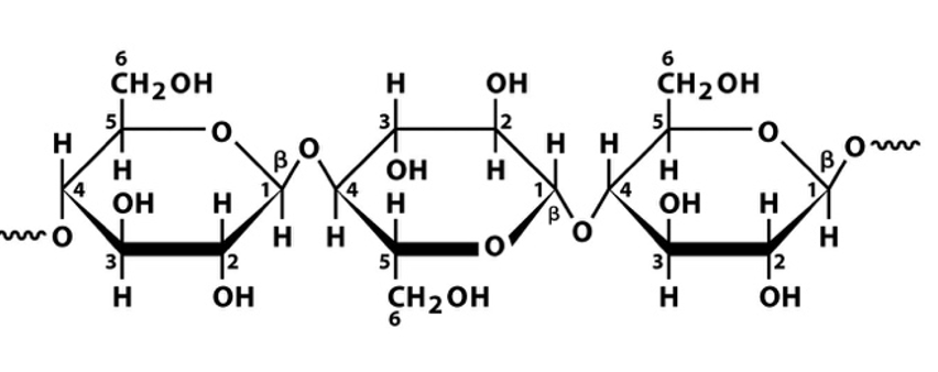 <p>What polysaccharide is this</p>