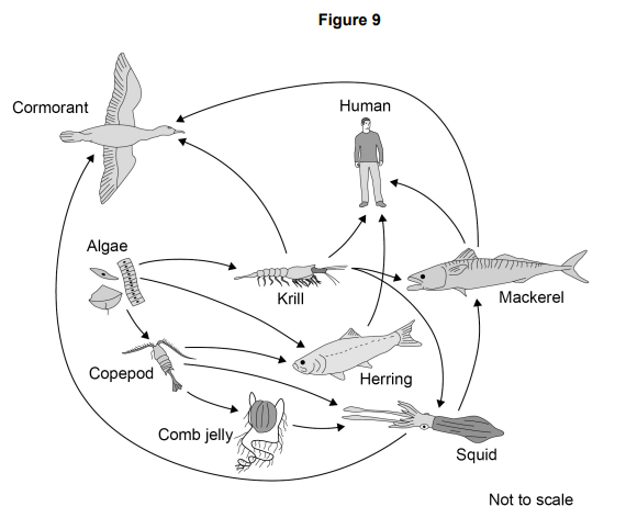 <ul><li><p>A food web contains several food chains.</p></li><li><p><strong>Figure 9 </strong>shows a food web.</p></li></ul><p>Name one producer in <strong>Figure 9</strong>. [1 mark]</p>