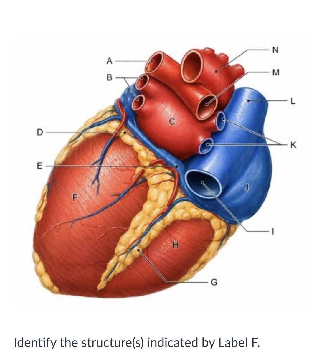 <p><span>Ventricle</span></p><p><span>Atrium</span></p><p><span>Coronary sinus</span></p><p><span>Auricle</span></p>