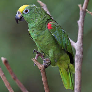 <p>Amazone à front jaune</p>