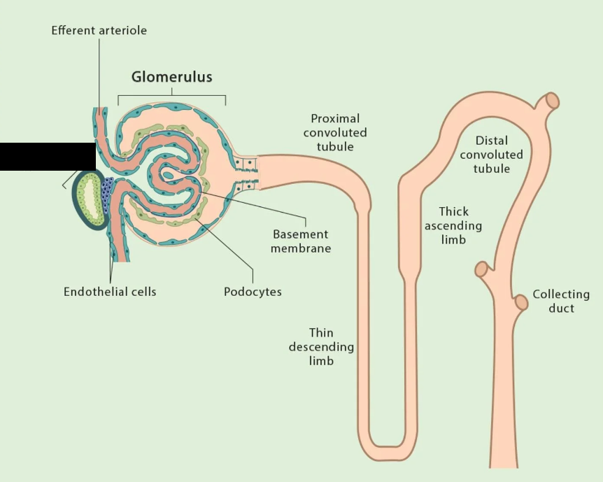 <p><span style="background-color: transparent;">Also called the JG apparatus, is a group of cells residing at the junction of the afferent arteriole and distal ascending limb of the nephron loop. It consists of 2 different types of cells. They are located on the afferent arteriole side.</span></p>