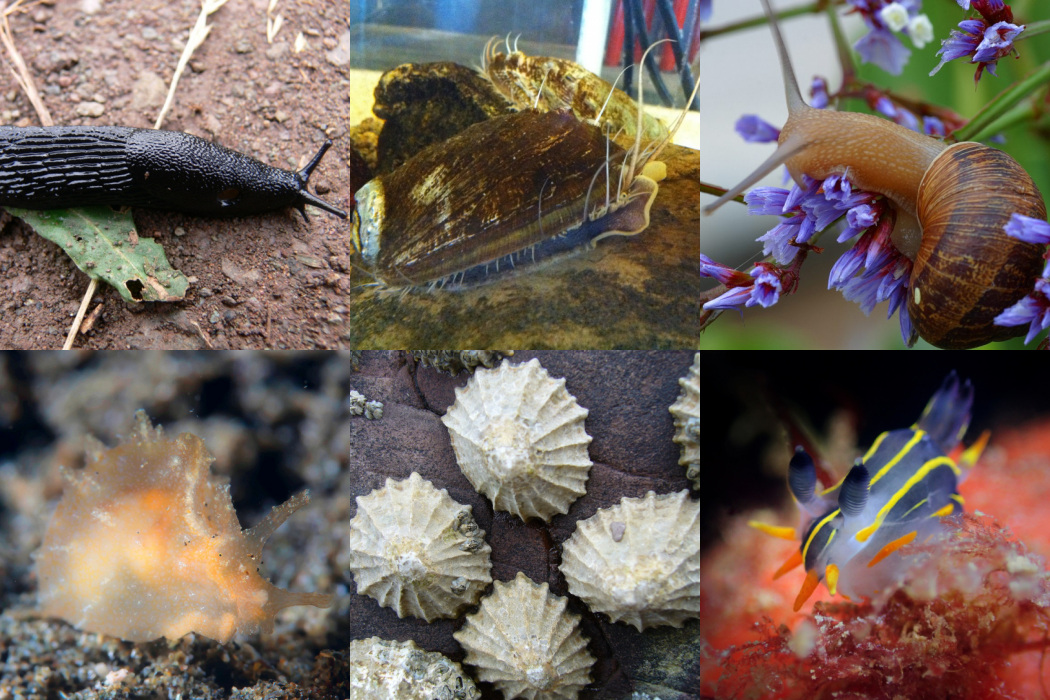 <ul><li><p>marine, fresh water, and terrestrial</p></li><li><p>most coiled shell</p></li><li><p>slugs without shells</p></li><li><p>radula -  for scraping food</p></li><li><p>slugs and snails</p></li></ul><p></p>