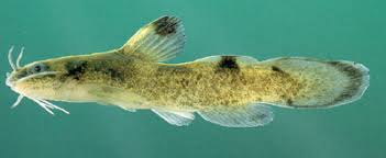 <p>Notorus miurus<br><span>• 3-4 dark saddles on back<br>• dark pigment on the top edge of the dorsal fin<br>• adipose fin has a dark band that goes up to<br>and across the top edge of the fin</span></p>