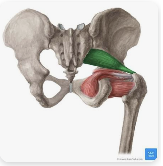<p>O: Anterior surface of the sacrum</p><p>I: Greater trochanter of the femur</p><p>A: External rotation of the thigh; abduction of the thigh</p><p>N: Branches of the sacral plexus</p>