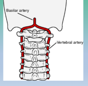 <p>vertebral artery </p>