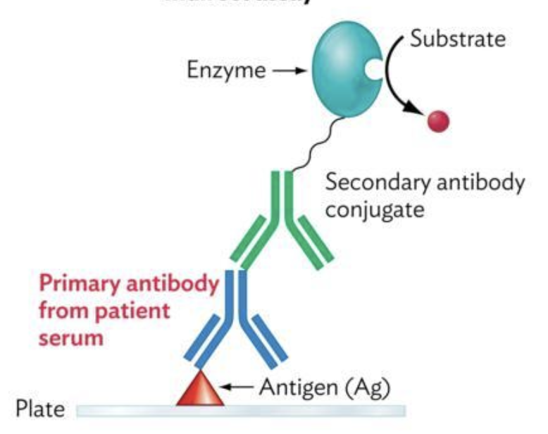 <p>_____ _____ uses patient antibodies to detect antibodies in patient</p>
