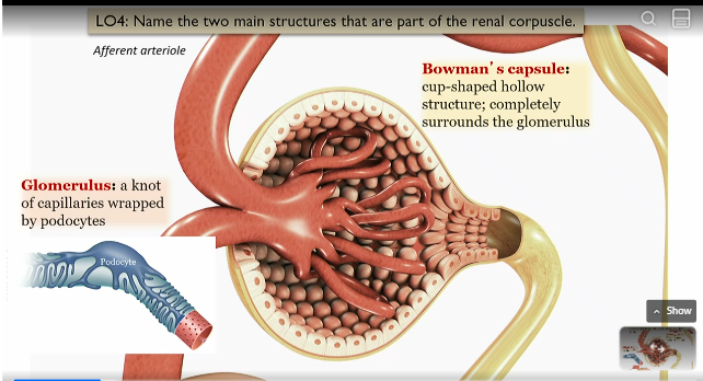 <p>cup shaped hollow structure that surrounds the glommerulus</p><p></p><p>outer part of the renal corpuscle</p>