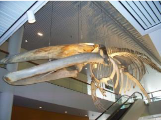 <p>Fin Whale Skeleton Specimen Fast Facts</p>