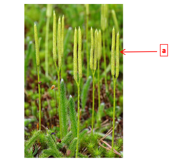<p>Structure A is the _______ that consists of packed sporophyll that support the sporangia.</p>