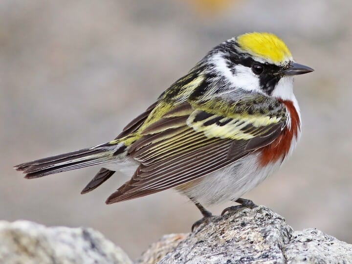 <p>chesnut-sided warbler </p><p>chestnut line down sides <br>yellow cap </p>