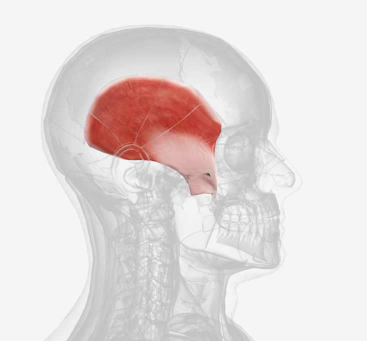 <p>Which muscle is this? (right) </p>