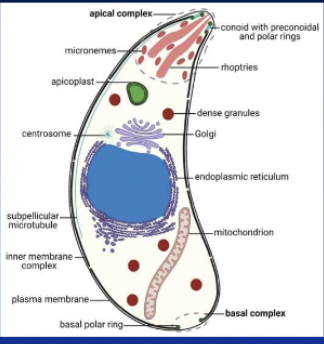 <p>What are apicomplexans? </p>