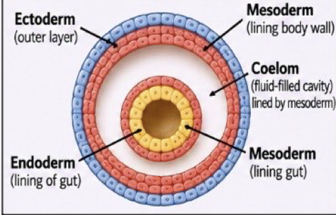 <p>coelomate (eucoelomate)</p>