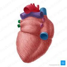 <p>collective structure</p>