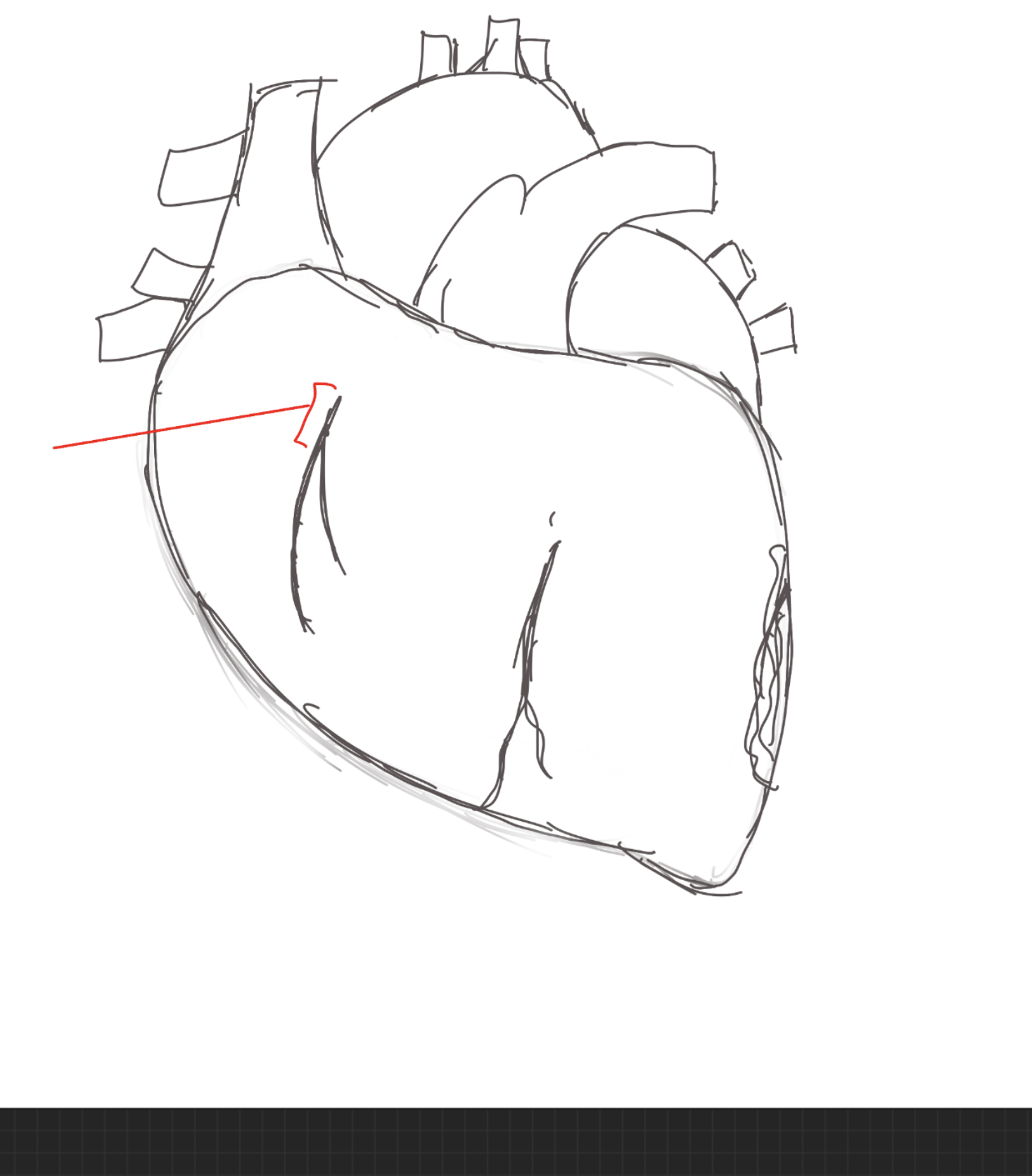 <p>structure. below the right auricle.</p>