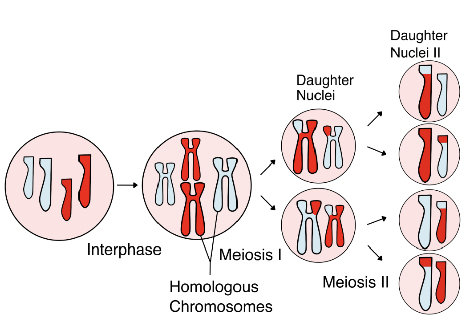 <p><span style="background-color: transparent;">Increasing genetic diversity in meiosis (PART 2)</span></p>